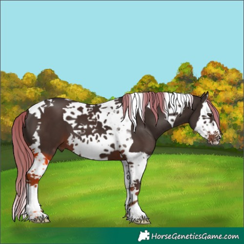Horse Color:Liver Chestnut Splash Tobiano 
