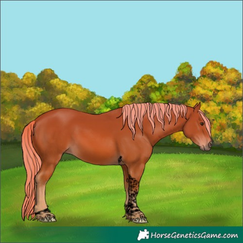 Horse Color:Void Chestnut Tobiano 