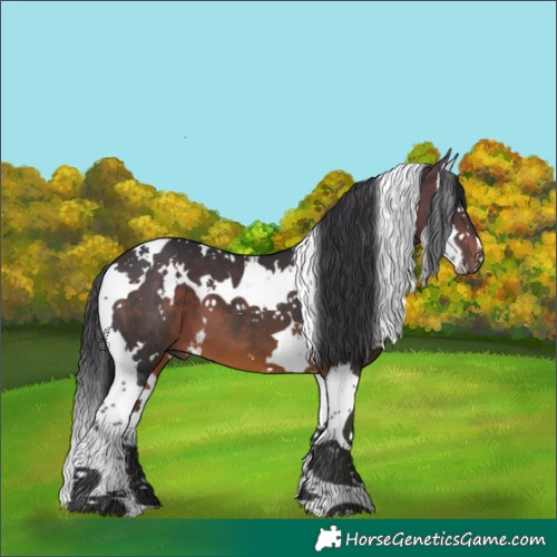 Horse Color:White Spotted Brown Splash Tobiano 
