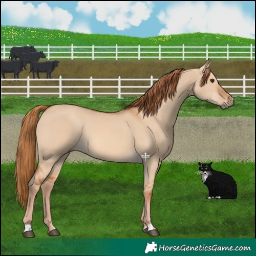 Horse Color:Red Dun Rabicano 