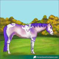 Horse Color:Watercolor Bay Onyx Sabino Tobiano