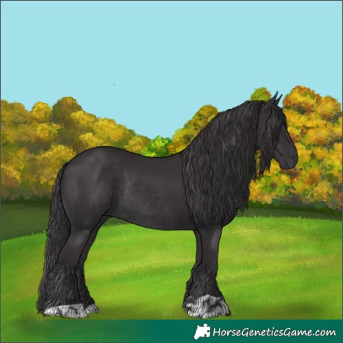 Horse Color:Smoky Black  and Smoky Black Rabicano 