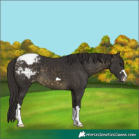 Horse Color:Buckskin Appaloosa