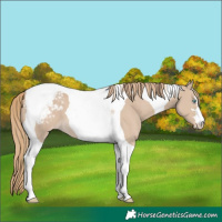 Horse Color:Smoky Creme Tobiano Appaloosa