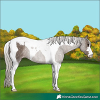 Horse Color:Silver Black Tobiano Snowflake Varnish