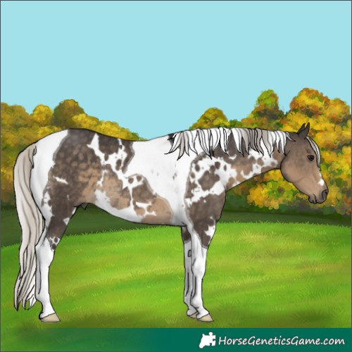 Horse Color:White Spotted Silver Smoky Black Tobiano Rabicano
