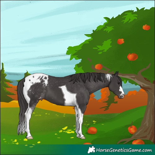 Horse Color:Smoky Black Tobiano Appaloosa 