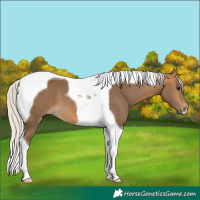 Horse Color:Silver Buckskin Tobiano 