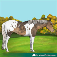 Horse Color:Silver Smoky Black Tobiano Blanket