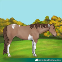Horse Color:Classic Champagne Tobiano Varnish