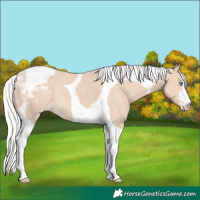Horse Color:Silver Perlino Tobiano Appaloosa