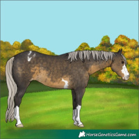 Horse Color:Silver Smoky Black Blanket 