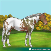 Horse Color:Watercolor White Spotted Silver Bay Appaloosa