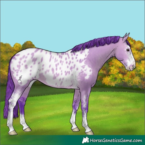 Horse Color:Watercolor Brown Dun Sabino Near Leopard