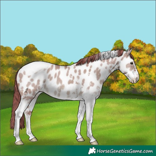 Horse Color:Watercolor White Spotted Red Dun Tobiano Appaloosa