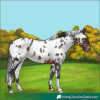 Horse Color:White Spotted Brown Appaloosa