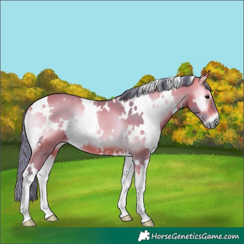 Horse Color:Watercolor White Spotted Bay Onyx