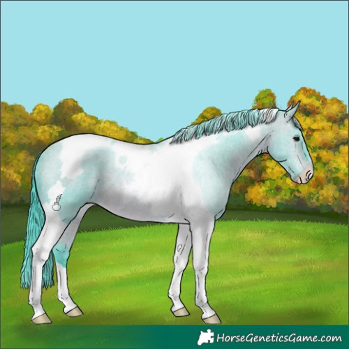 Horse Color:Watercolor Bay Tobiano 