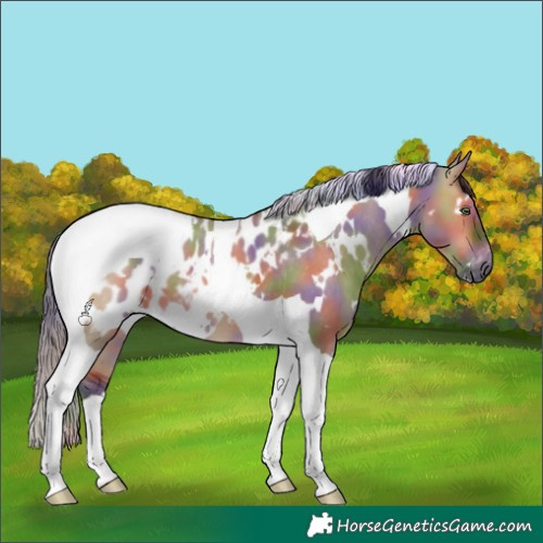 Horse Color:Gray Nacre White Spotted Bay Dun Tobiano Appaloosa