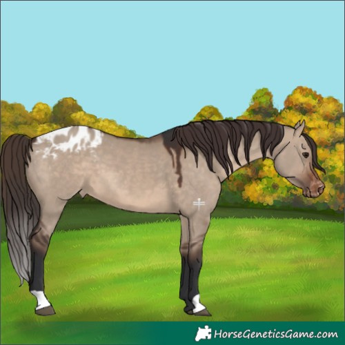 Horse Color:Brown Dun Appaloosa