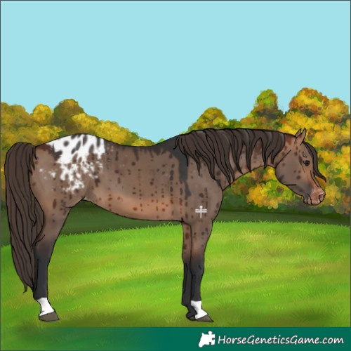 Horse Color:Bay Dun Appaloosa Brindle
