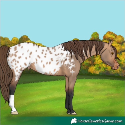 Horse Color:Bay Dun Appaloosa 