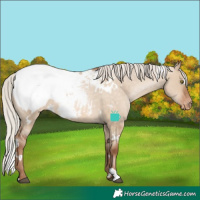 Horse Color:White Spotted Silver Brown Pearl Dun Snowcap