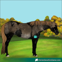 Horse Color:Void Buckskin Roan Dun Splash Tobiano Varnish Brindle