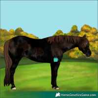 Horse Color:Void Liver Red Roan Splash Tobiano Snowflake Varnish 