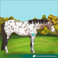 Horse Color:Bay Dun Sabino Near Leopard 