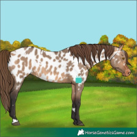 Horse Color:White Spotted Bay Dun Near Leopard