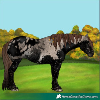 Horse Color:Void Liver Red Dun Splash Tobiano Appaloosa 