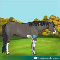 Horse Color:Grullo Sabino Tobiano 