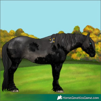 Horse Color:Void Black Sabino Splash 