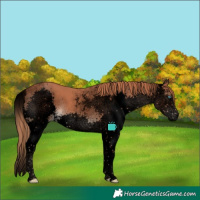 Horse Color:Void Chestnut Sabino Splash 