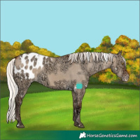 Horse Color:White Spotted Silver Bay Ice Dun Sabino Varnish