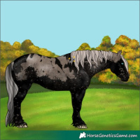 Horse Color:Void White Spotted Silver Grullo Splash Tobiano Rabicano Brindle