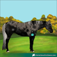 Horse Color:Void White Spotted Silver Smoky Grullo Sabino Splash Rabicano