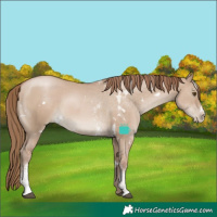 Horse Color:White Spotted Grullo Pearl Sabino