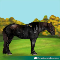 Horse Color:Void Liver Chestnut Sabino Splash Tobiano Rabicano