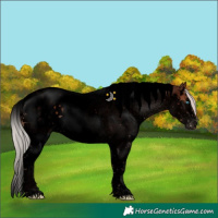 Horse Color:Void Chocolate Silver Brown Sabino Splash Tobiano Blanket Rabicano