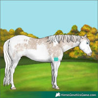 Horse Color:Silver Grullo Sabino Splash Tobiano Snowflake Varnish Rabicano 