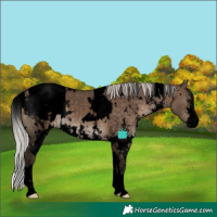 Horse Color:Void White Spotted Silver Brown Dun Sabino Snowcap
