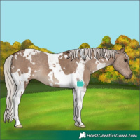 Horse Color:White Spotted Silver Grullo Tobiano 