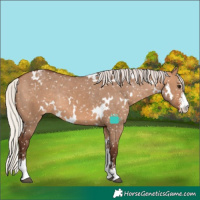 Horse Color:White Spotted Silver Brown Dun Sabino Appaloosa Rabicano