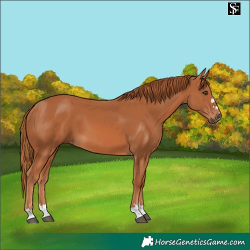 Horse Color:Chestnut 