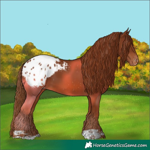 Horse Color:Chestnut Blanket