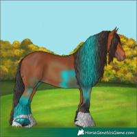 Horse Color:Bay 