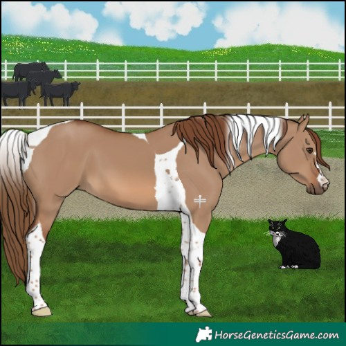 Horse Color:Red Dun Tobiano