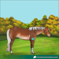 Horse Color:Silver Bay Tobiano